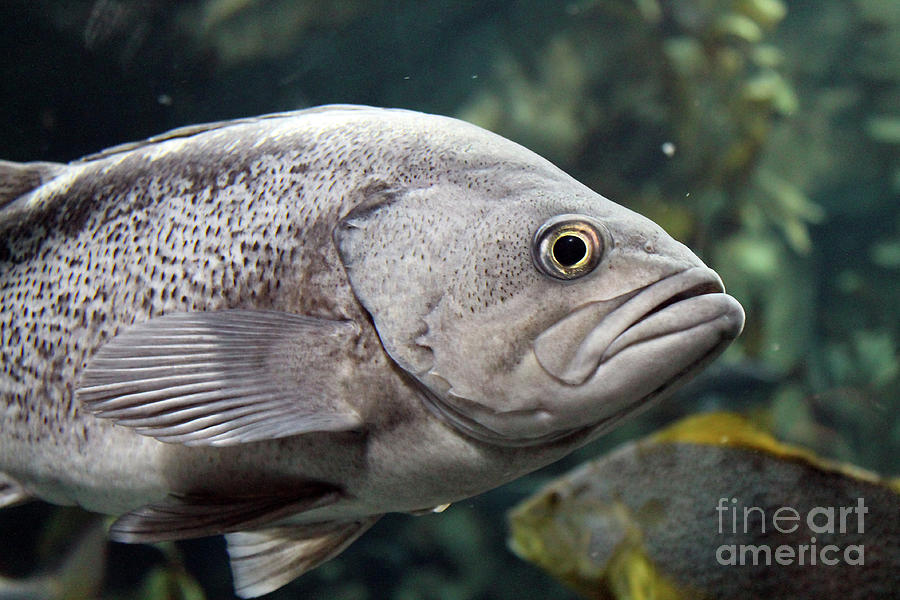 One Fish Two Fish Grumpy Fish Photograph by Nina Silver