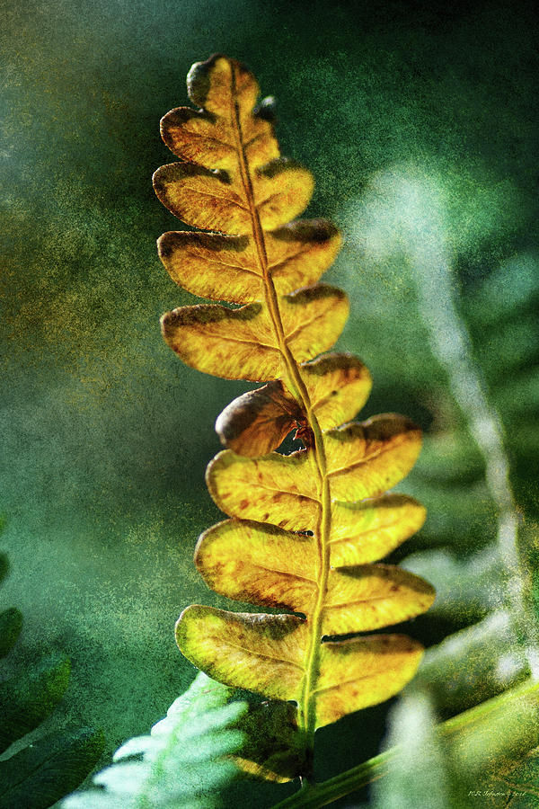 On Golden Frond Photograph by WB Johnston