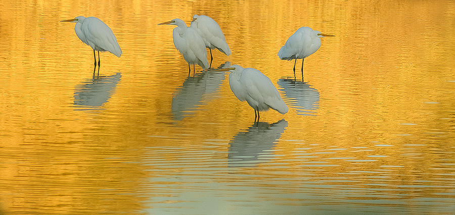 Great Egrets Golden Pond 112813-5005-3cr Photograph by Tam Ryan