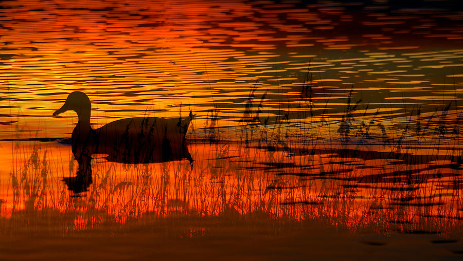 On Golden Pond Photograph by David Lee Thompson