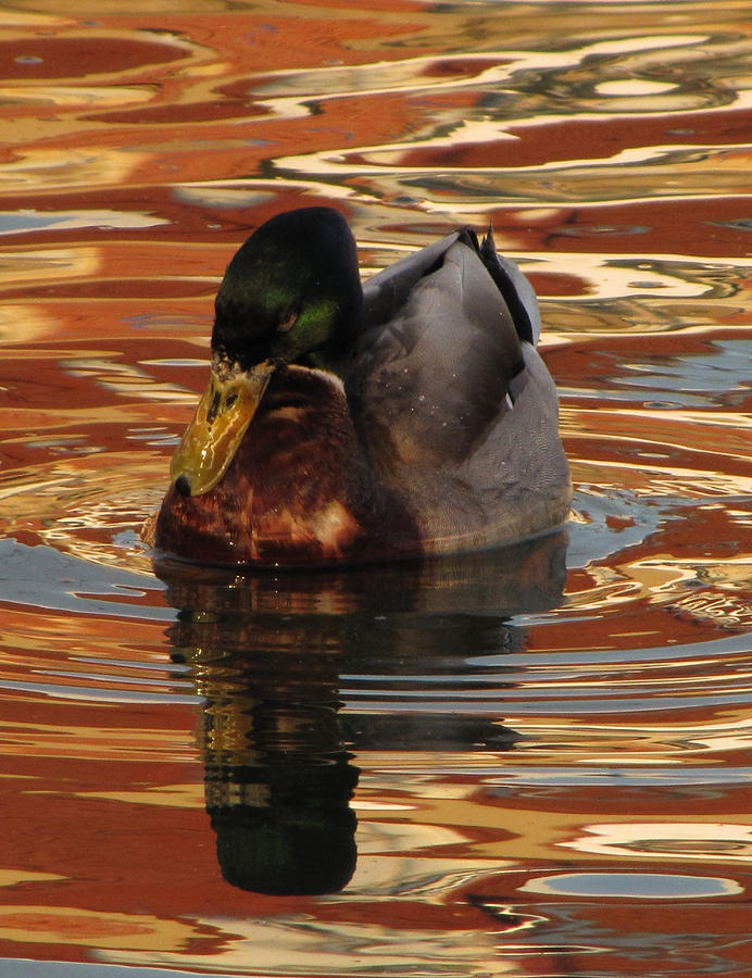 Duck Photograph - On Golden Pond by Jennifer Wheatley Wolf