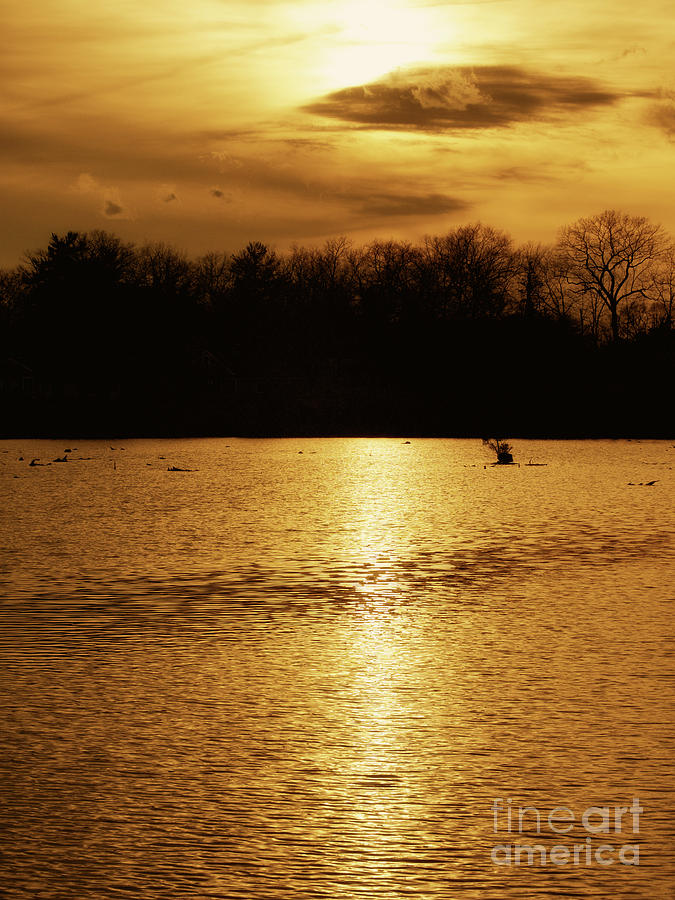 On Golden Pond Photograph by Mark Miller