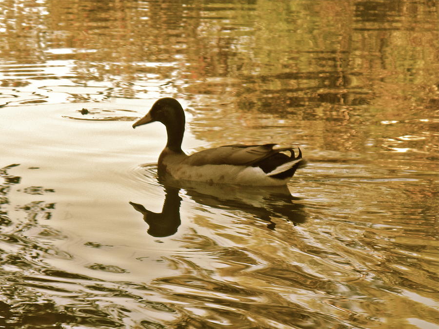 On Golden Pond Photograph by Maureen J Haldeman