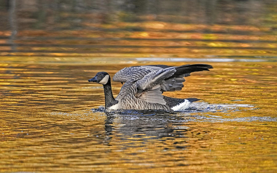 Goose Photograph - On Golden Pond  by SharaLee Art