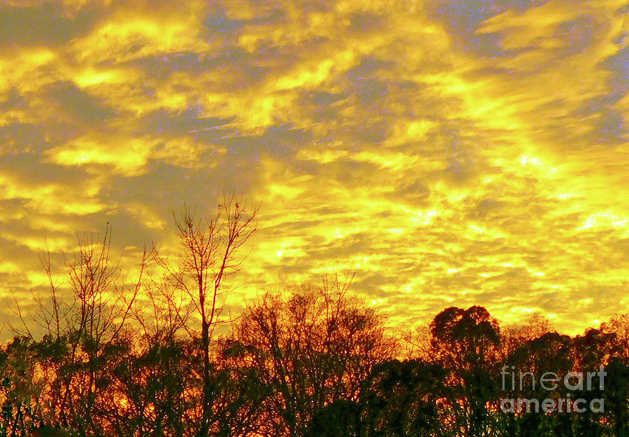 On Golden Sky Photograph by Lydia Holly