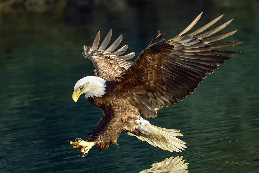 On Golden Wings Photograph by Kathi Jensen - Fine Art America