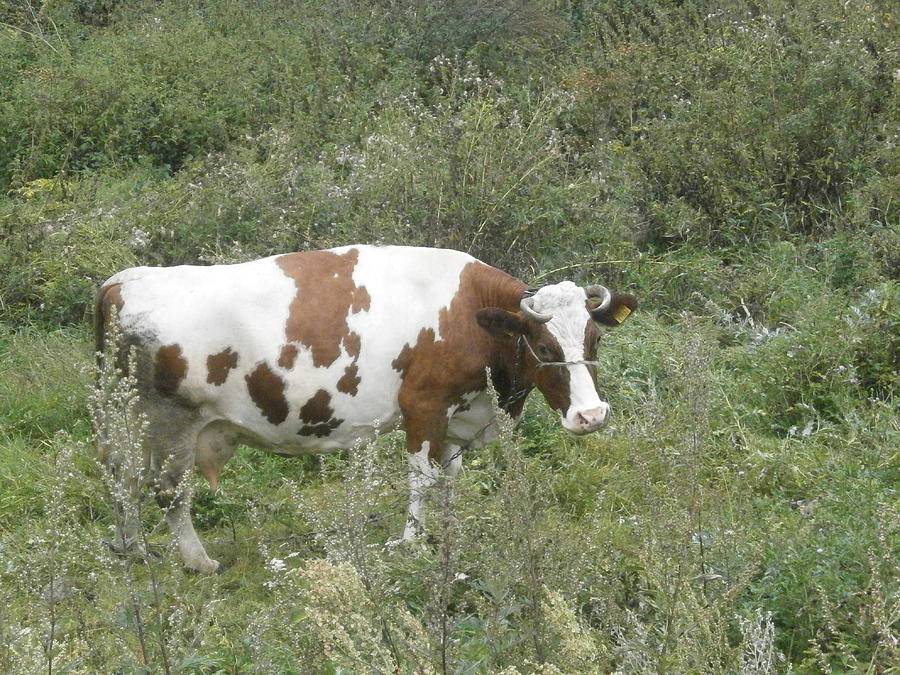 On Grassland Photograph by Maria Woithofer - Fine Art America