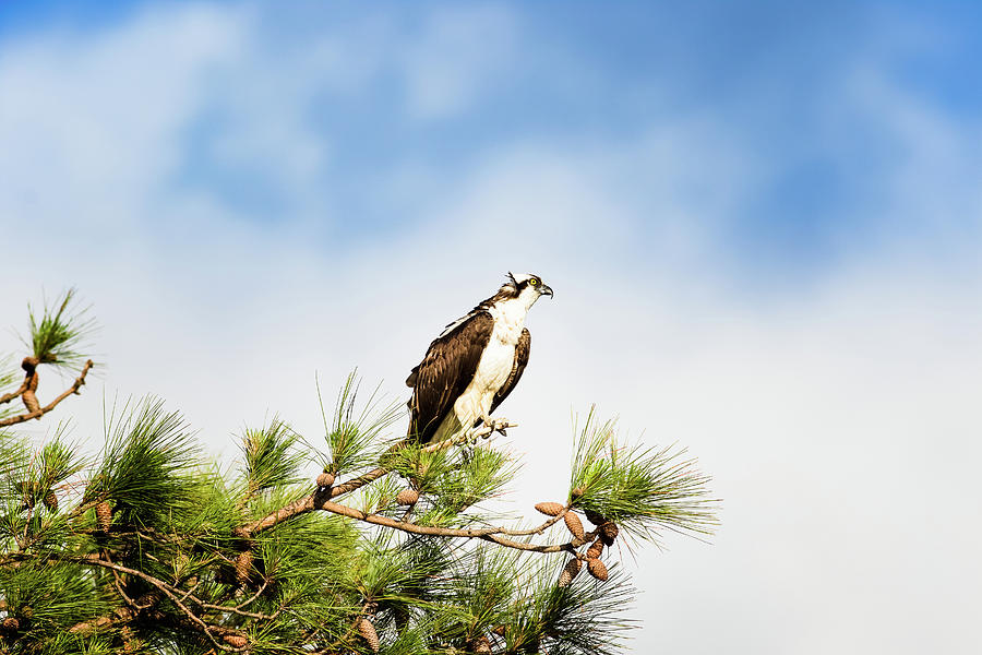 Osprey Photograph - On High by Michael McStamp Osprey Photograph - On High by Michael McStamp