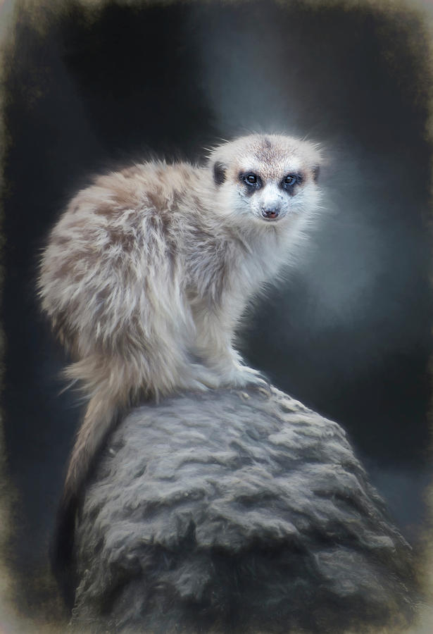 Meerkat Digital Art - On Lookout by Anita Hubbard