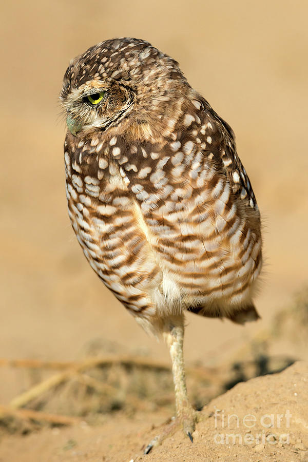 Owl Photograph - On One Leg by Michael Dawson