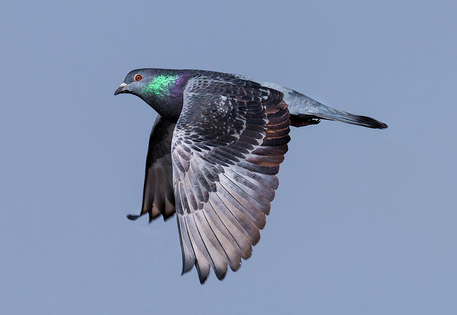 On pidgeon wings.. Photograph by Ian Sempowski