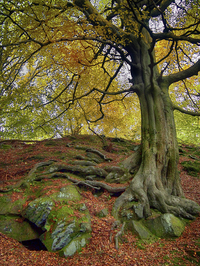Fall Photograph - On Rocky Ground by Philip Openshaw