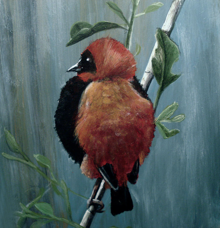 Red Bird Painting - On Safari - Red Biship by Carrie Jackson Glenn Red Bird Painting - On Safari - Red Biship by Carrie Jackson Glenn