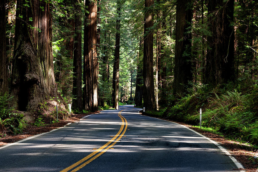 On the Avenue of the Giants Photograph by Rick Pisio