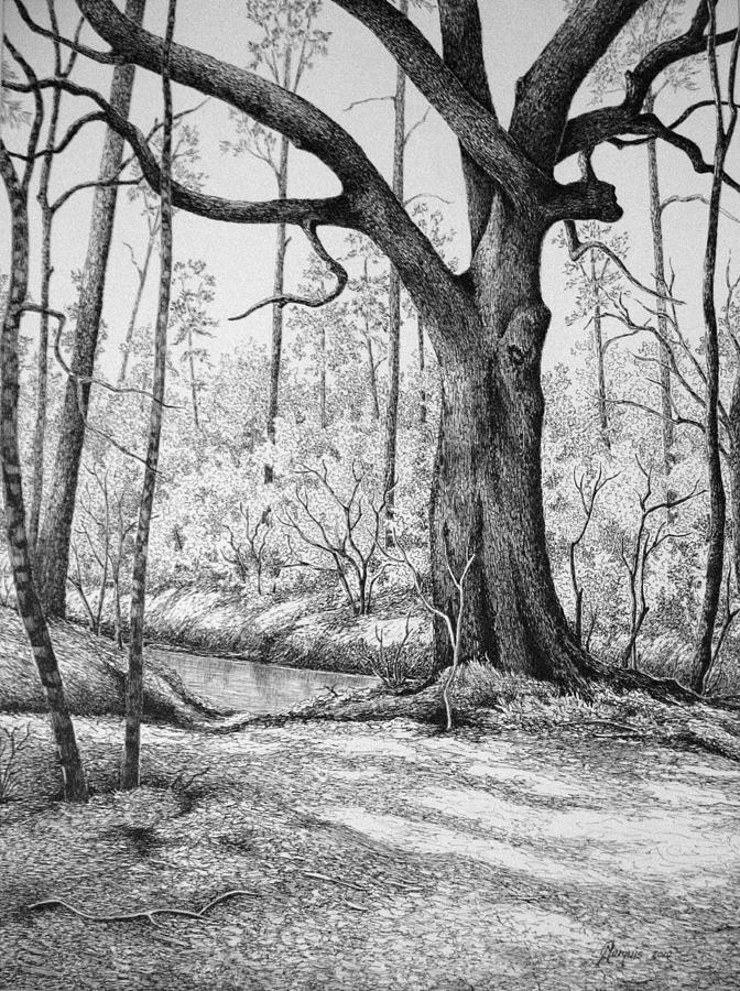 On the Bayou Drawing by Colleen Marquis - Fine Art America