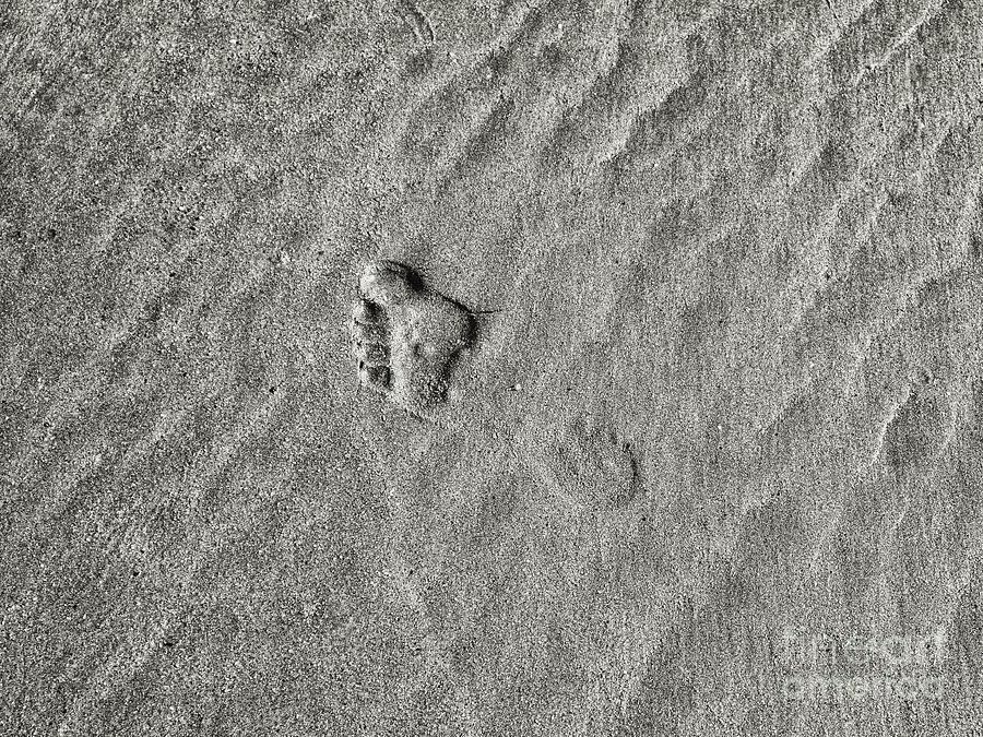 On the Beach 3 Photograph by Nicholas Burningham