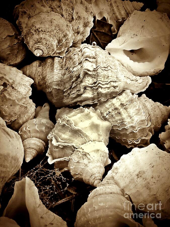On the Beach - Shells in Sepia Photograph by Patricia Strand