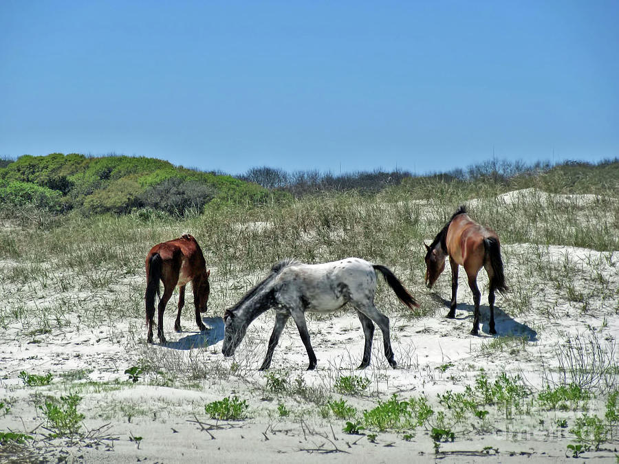 On The Beach With Wild Horses Photograph by D Hackett