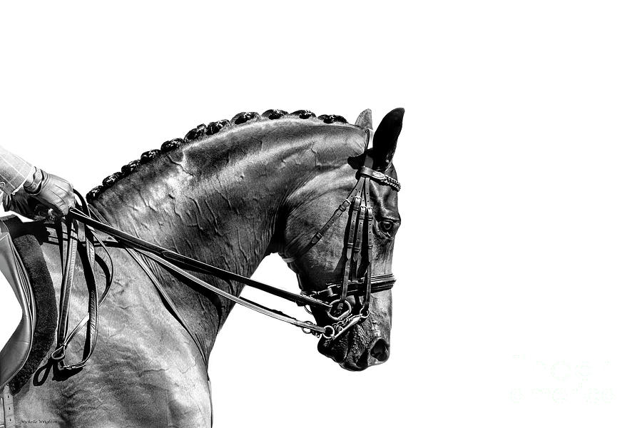On the Bit - Dressage Series Photograph by Michelle Wrighton