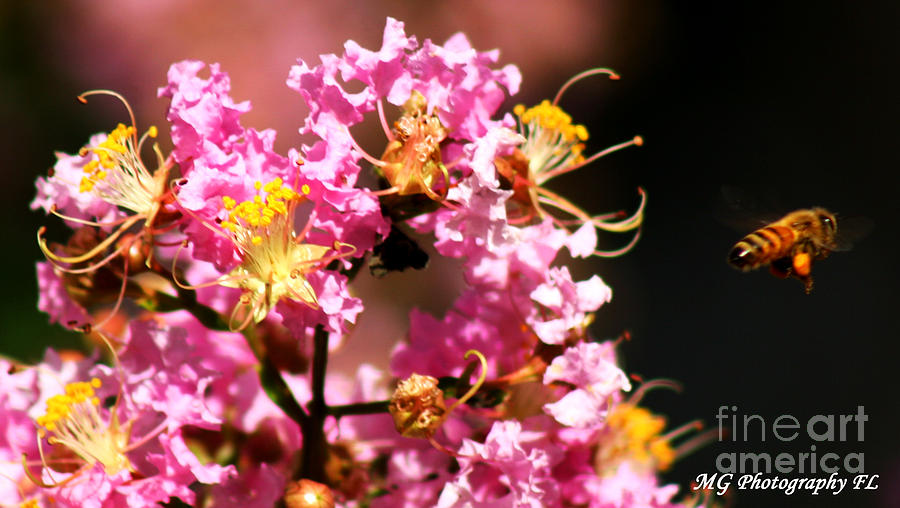 Bee Photograph - On The Buzz by Marty Gayler Bee Photograph - On The Buzz by Marty Gayler