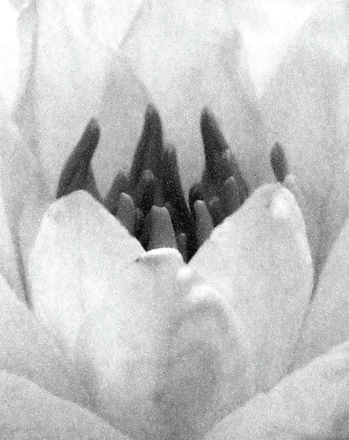 On The Dark Side 03 - Water Lily - BW - Water Paper Photograph by Pamela Critchlow