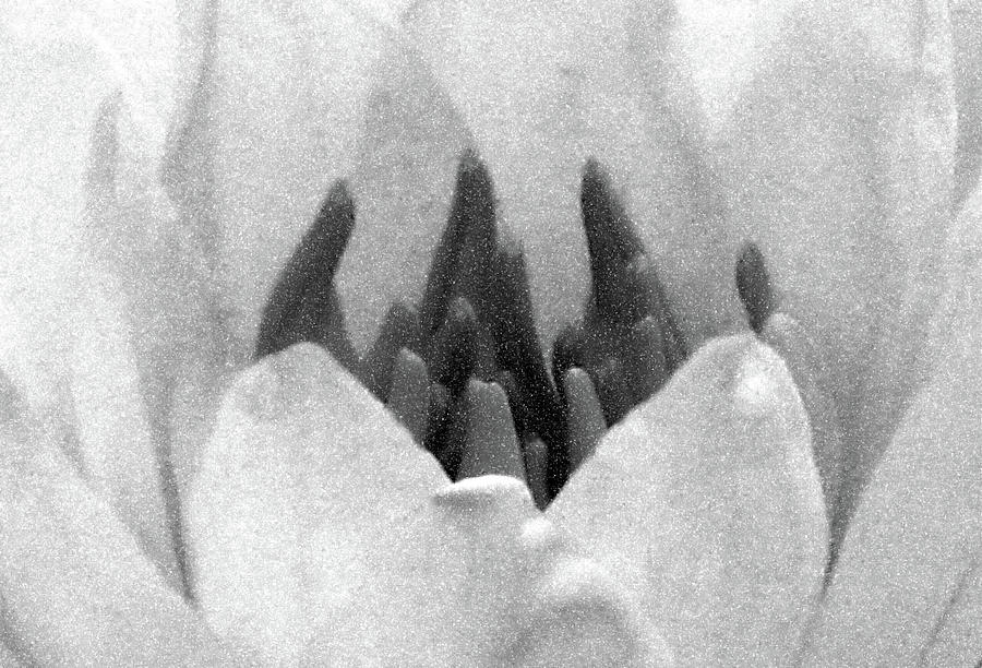 On The Dark Side 01 - Water Lily - BW - Water Paper Photograph by Pamela Critchlow