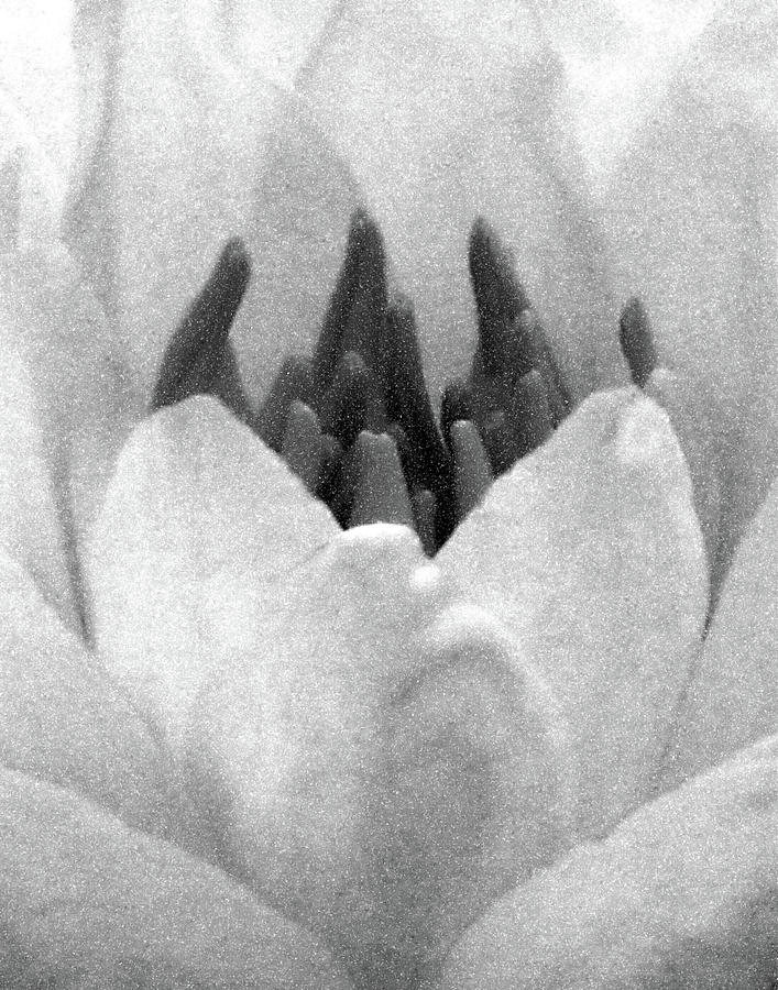 On The Dark Side 02 - Water Lily - BW - Water Paper Photograph by Pamela Critchlow