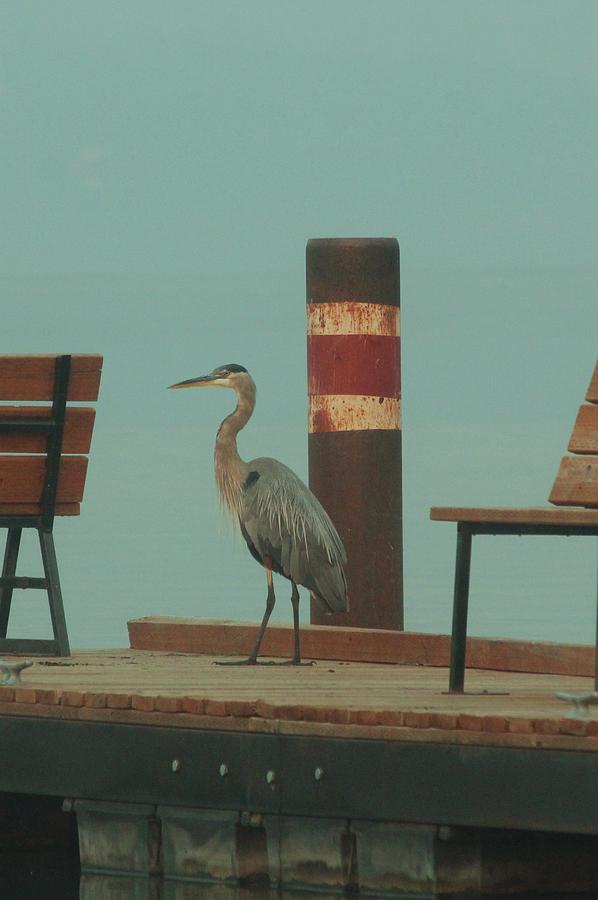 Heron Photograph - On the Dock with Heron by Roxanne Basford