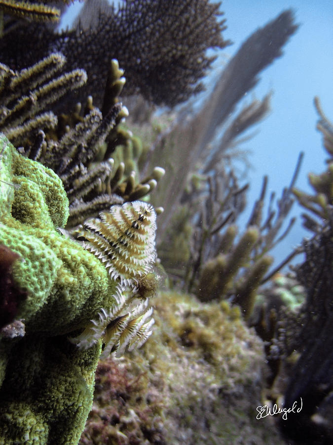 Scuba Photograph - On the Edge by Steve Weigold Scuba Photograph - On the Edge by Steve Weigold
