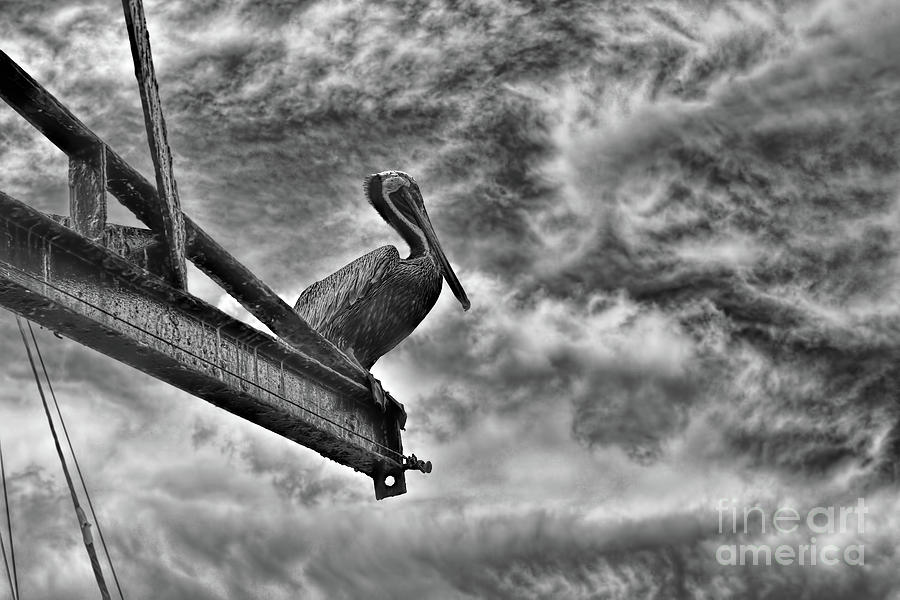 Pelican Photograph - On The Eve Of A Storm by Olga Hamilton