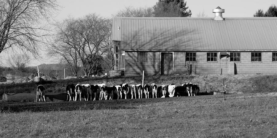 On the Farm Photograph by Lois Lepisto