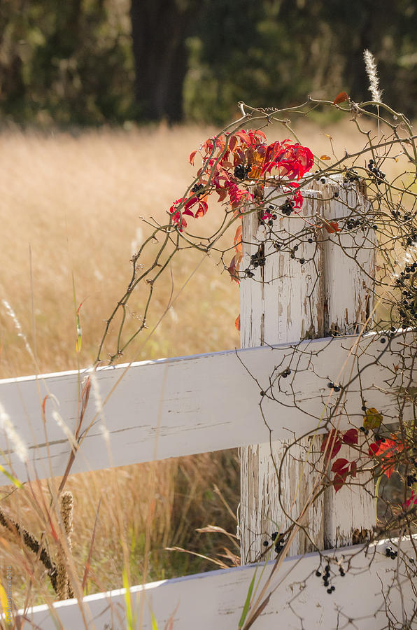 On the Fence Photograph by Debbie Karnes