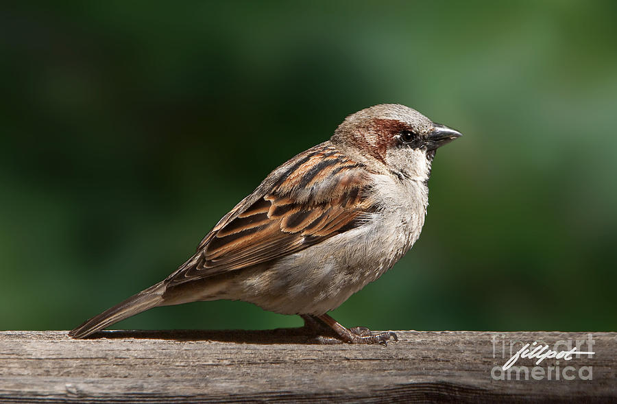 Sparrow Photograph - On the Fence by Bon and Jim Fillpot