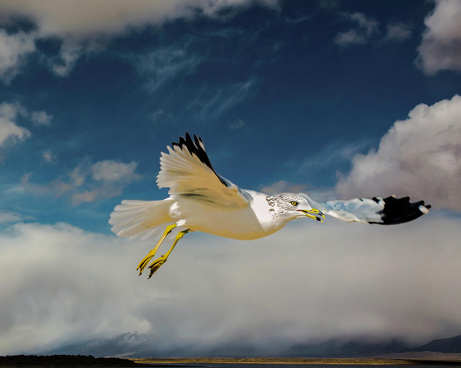 Feather Photograph - On The Glide Path by John Bartelt