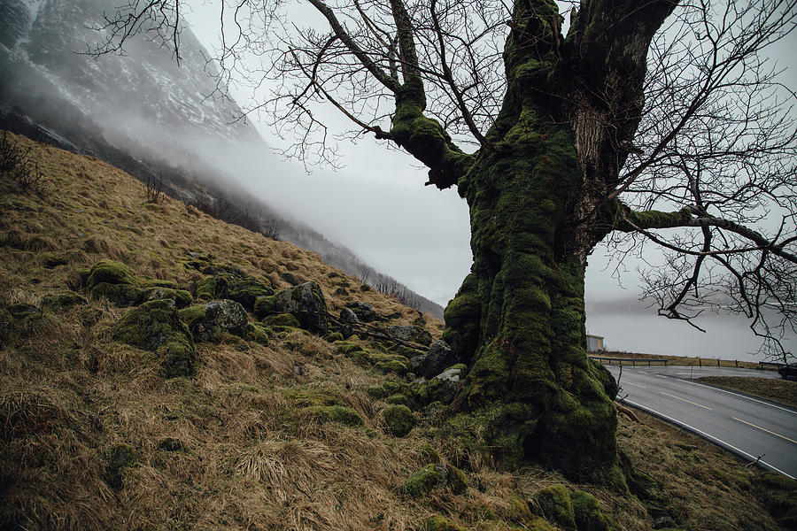 On the hill by Aldona Pivoriene On the hill by Aldona Pivoriene