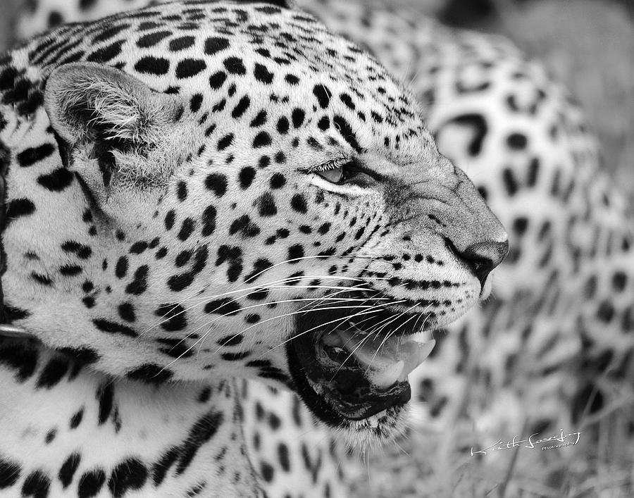 On The Hunt BW Photograph by Keith Lovejoy