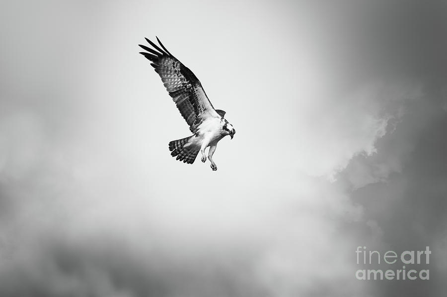 Osprey Photograph - On The Hunt Bw by Michael McStamp Osprey Photograph - On The Hunt Bw by Michael McStamp