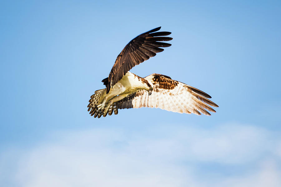 Osprey Photograph - On the Hunt Five by Michael McStamp Osprey Photograph - On the Hunt Five by Michael McStamp