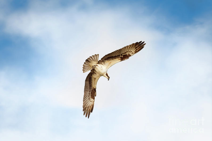 Osprey Photograph - On the Hunt Four by Michael McStamp