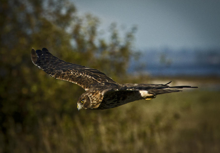 Hawk Photograph - On The Hunt by Rob Mclean 
