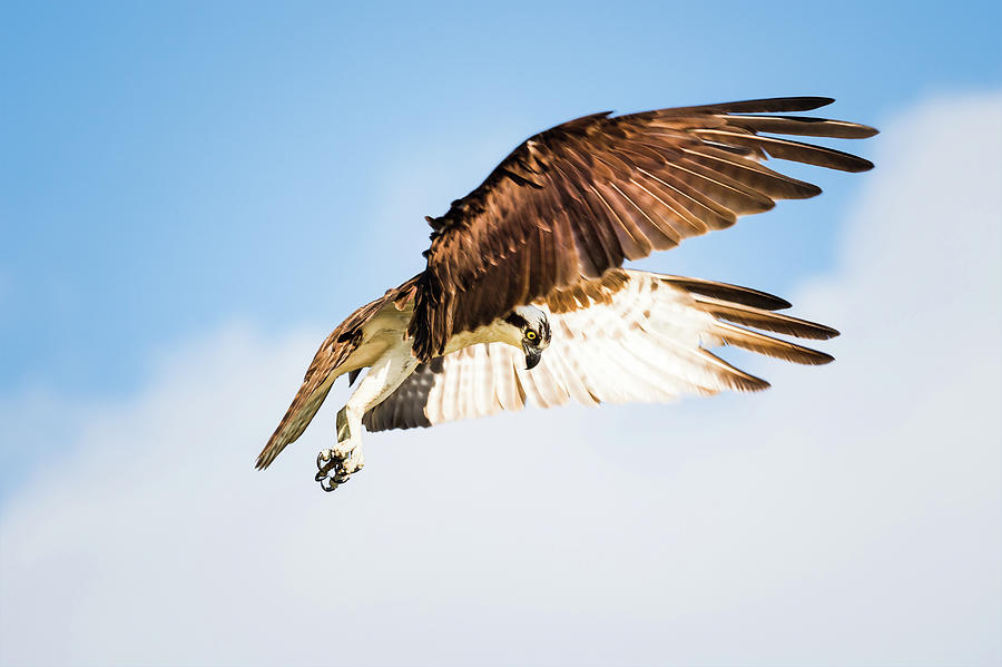 Osprey Photograph - On the Hunt Six by Michael McStamp Osprey Photograph - On the Hunt Six by Michael McStamp