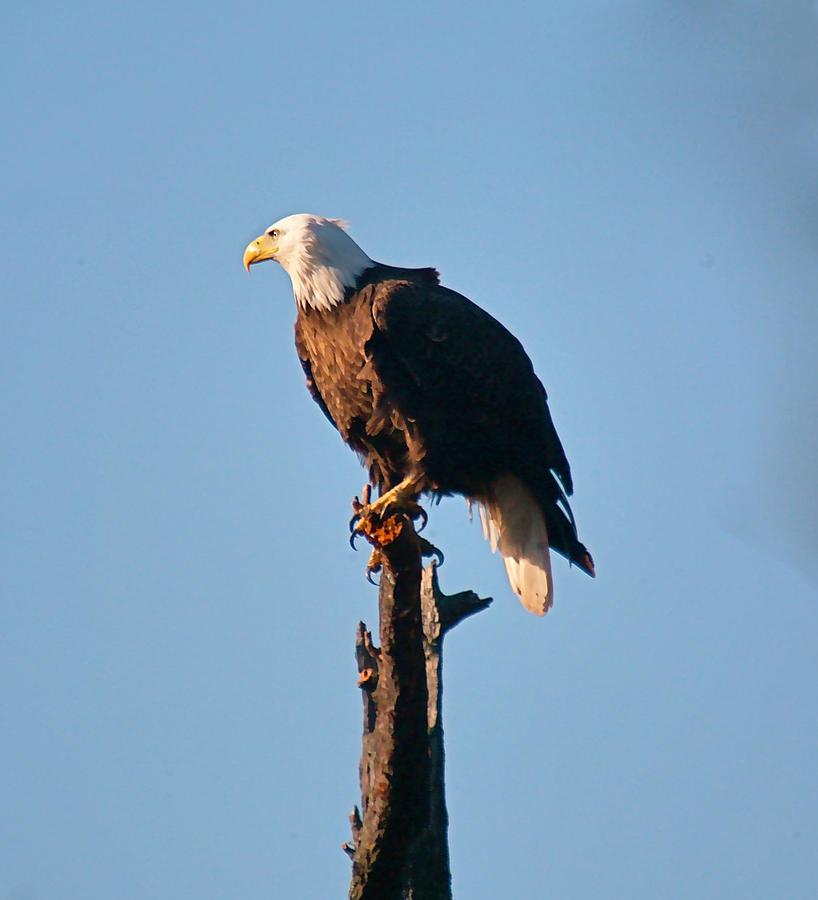 Eagle Photograph - On the look out by Robert Pearson