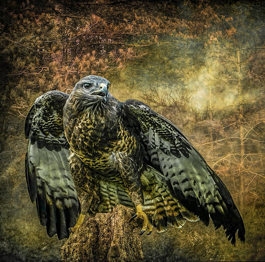 Buzzard Photograph - On The Lookout by Brian Tarr