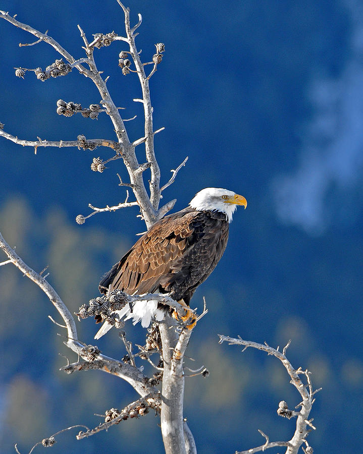 Yellowstone National Park Photograph - On the Lookout by Sandy Sisti