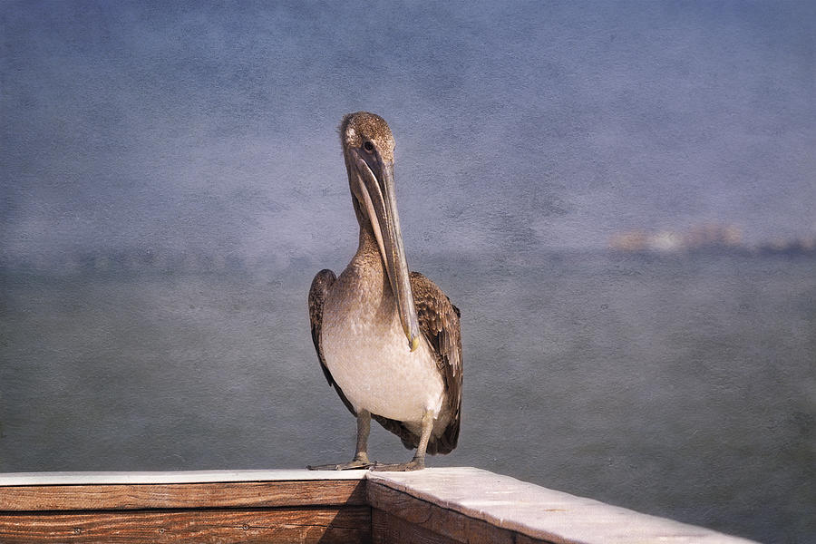 Pelican Photograph - On The Pier - Fort Myers Beach by Kim Hojnacki
