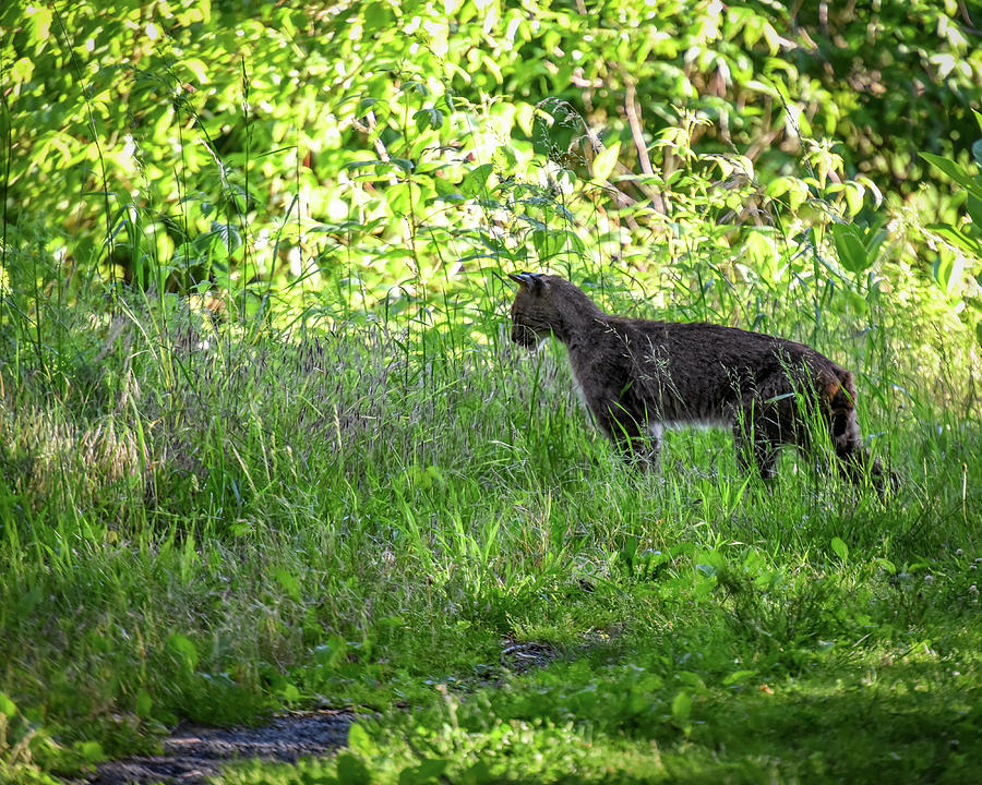 On The Prowl Photograph