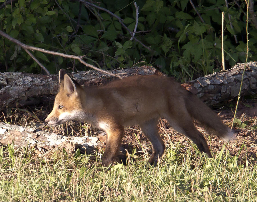 Fox Photograph - On the Prowl by Jim E Johnson