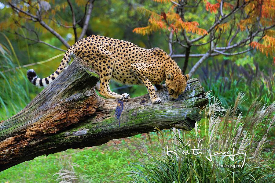 On The Prowl Photograph by Keith Lovejoy