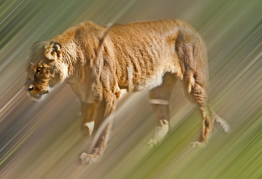 Lioness Photograph - On The Prowl by Miroslava Jurcik