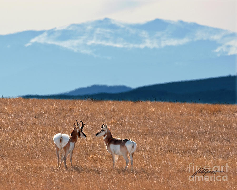 Pronghorn Antelope Photograph - On The Range by Bon and Jim Fillpot